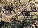 Campagna in autunno 3245.Uva non maturata